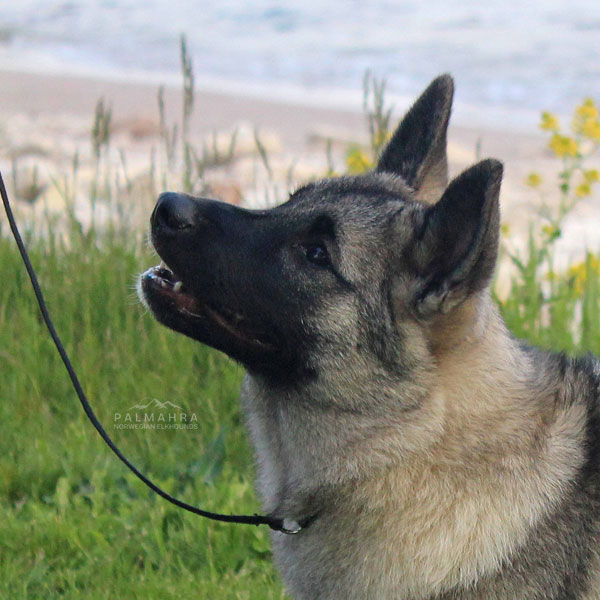 Headshot of Norwegian Elkhound puppy