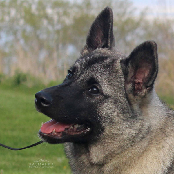 Headshot of Norwegian Elkhound puppy