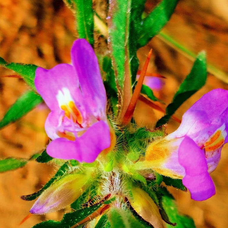 Flowers of Hygrophila auriculata