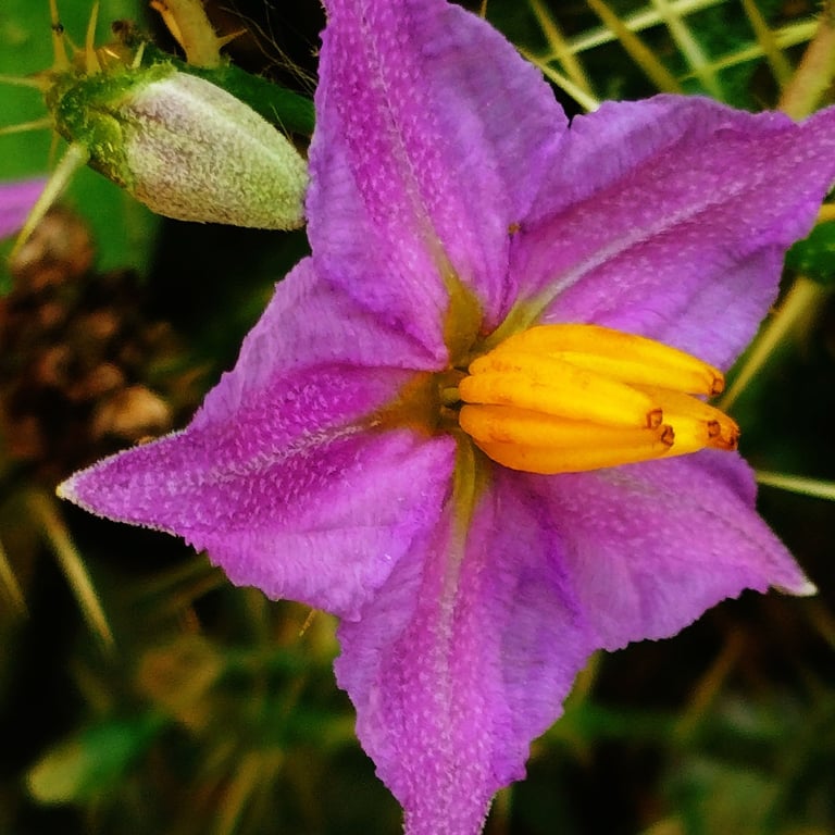 Flower of Solanum virginianum: Indian night shade plant