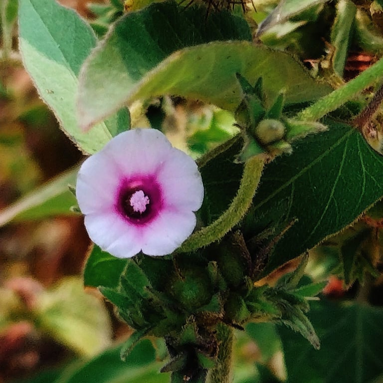 Ipomoea eriocarpa Plant with flower noticed at Mallaram Village of Nizamabad Dist. Telangana