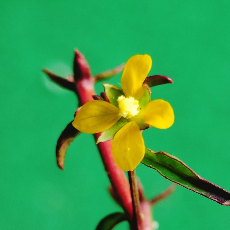 Flower of Ludwigia octovalvis noticed in Mallaram Village of Nizamabad, Telangana