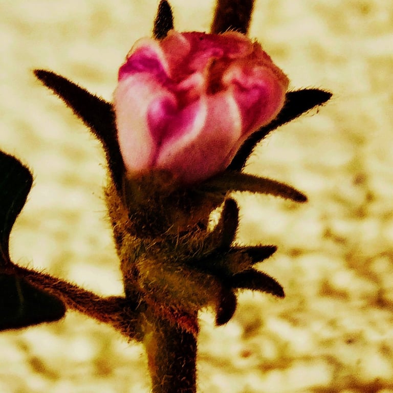Flower bud of Ipomoea eriocarpa