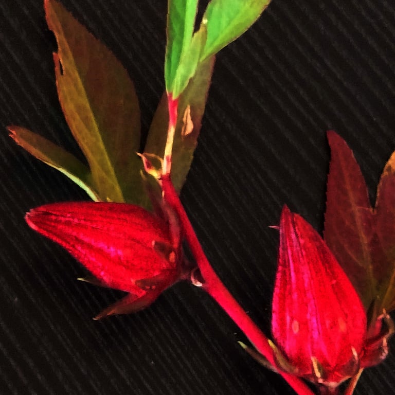 Plant of Hibiscus sabdariffa at Mallaram, Nizamabad, Telangana