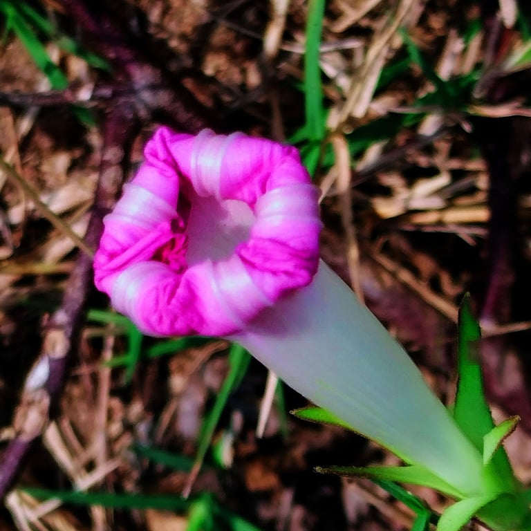 Flower of Ipomoea aquatic before unfolding