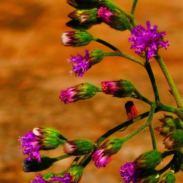 Branch of Vernonia cineria with flowers noticed in Mallaram Village, Nizamabad, telangana