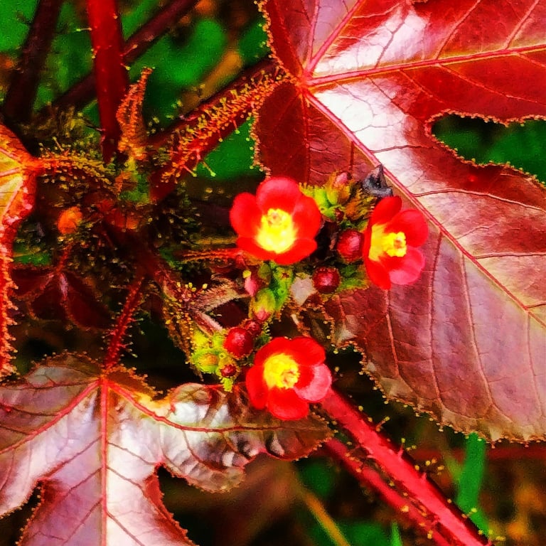 Flowers and leaves of Jatropha plant noticed in Mallaram Village of Nizamabad, Telangana