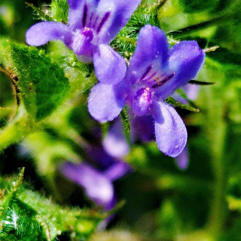 Flowers of Mesosphaerum sps
