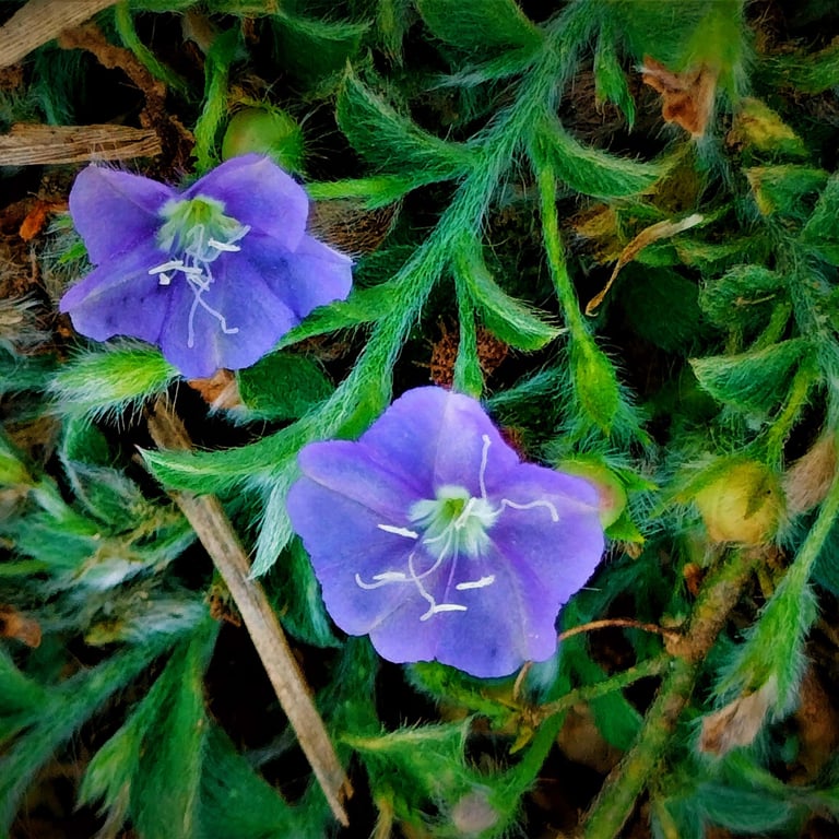 Flowers of Evolvulus alsinoides