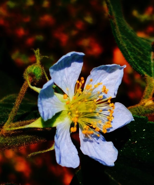 Individual flower of Muntingia calabura