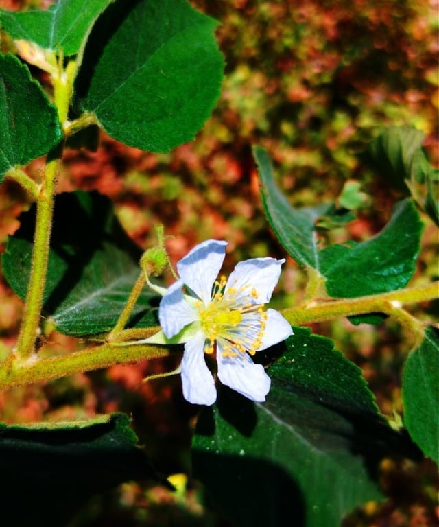 Branch of Muntingia calabura noticed at Mallaram Village of Nizamabad District, Telangana
