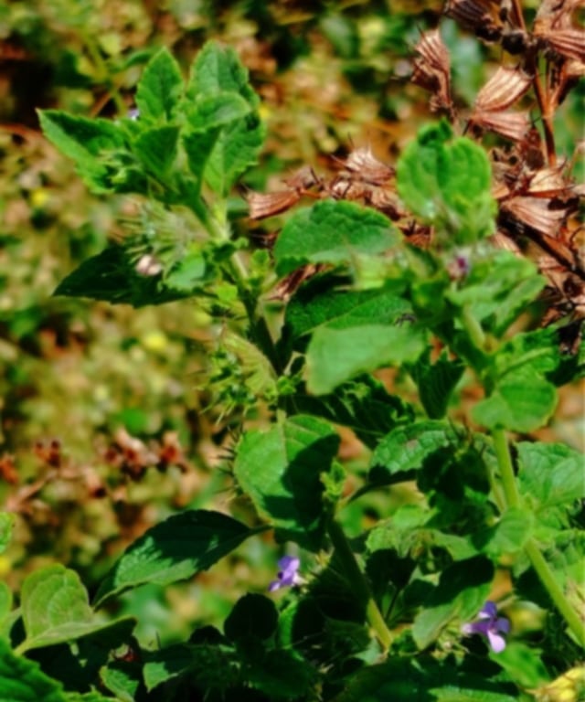 Mesosphaerum plants noticed in Mallaram village, Nizamabad, Telangana