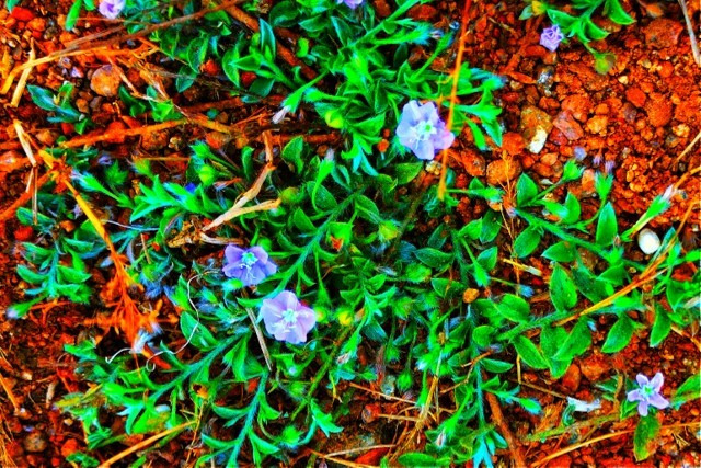 Plants of Evolvulus alsinoides noticed in Mallram of Nizamabad, Telangana