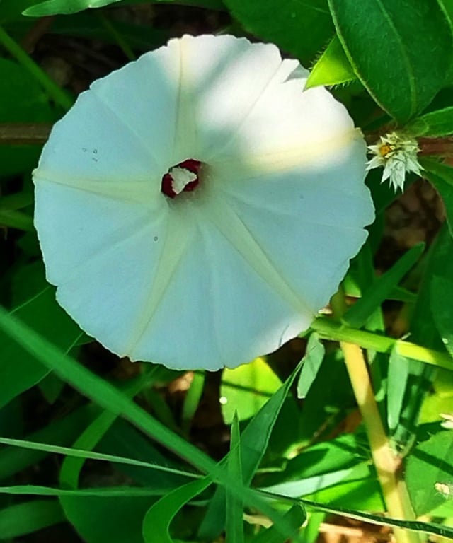 Ipomoea obcura flower noticed in Mallaram