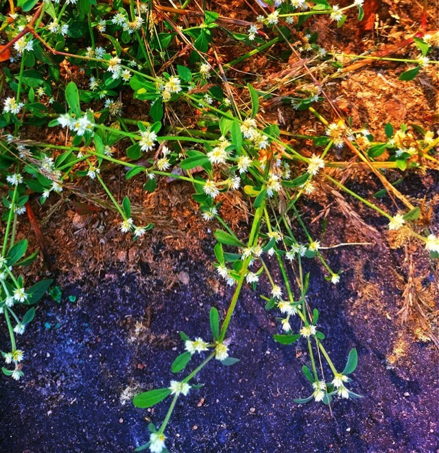 Plants of alligator weed