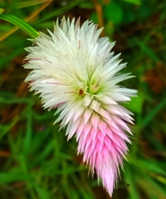 Single flower of Silver Cox comb