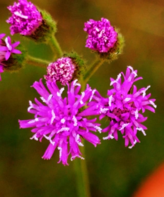 Enlarged views of Flowers of Vernonia cineria