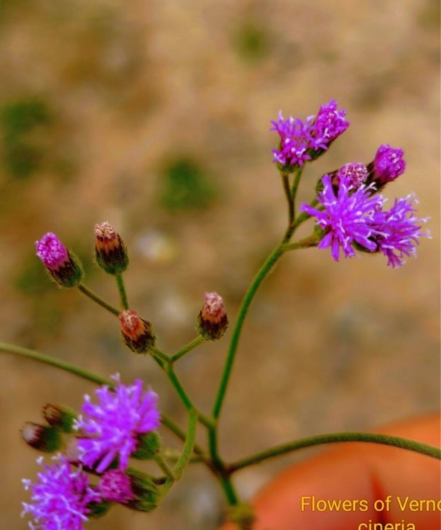 Closure view of Vernonia cineria flowers