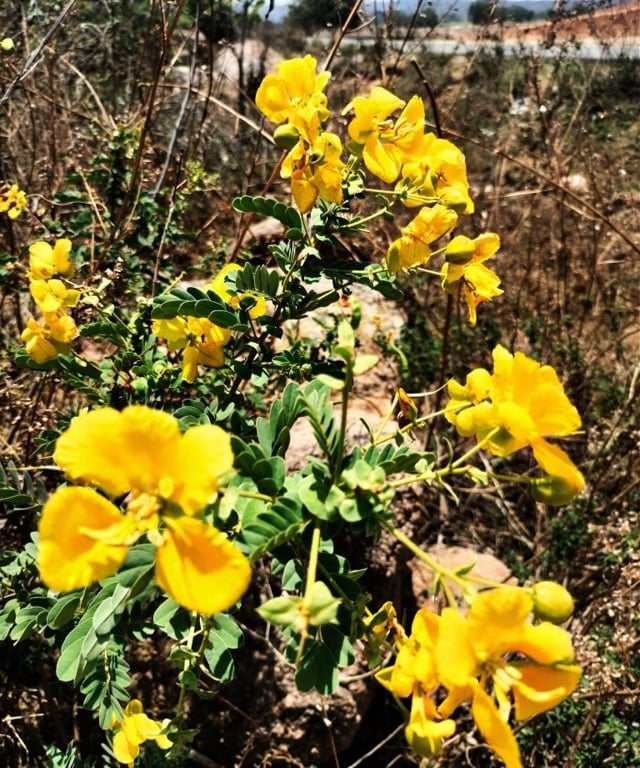 Plant of Senna bicapsularis with flowers