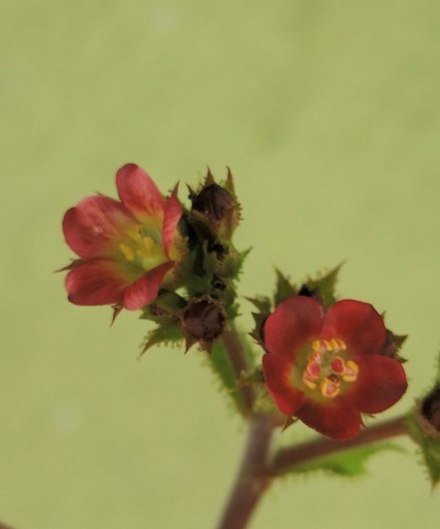 Flowers of Jatropha gossypiifolia
