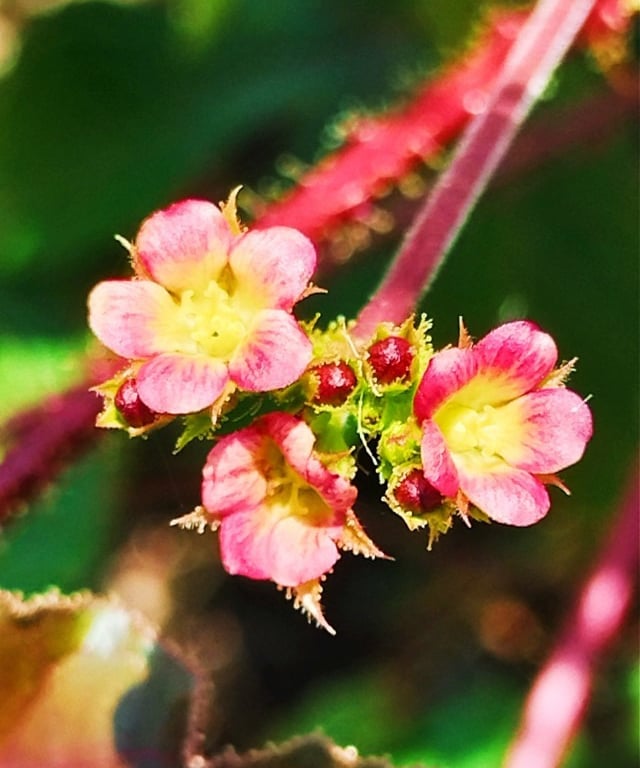 Flower cluster of Jatrpha plant