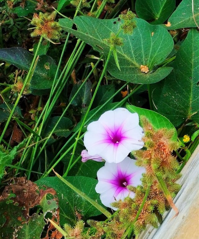 Flowers of Ipomoea aquatica noticed at Mallaram of Nizamabad, Telangana