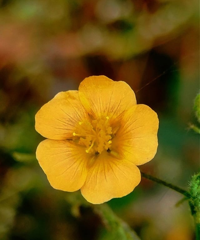 Single flower of Sida cordifolia