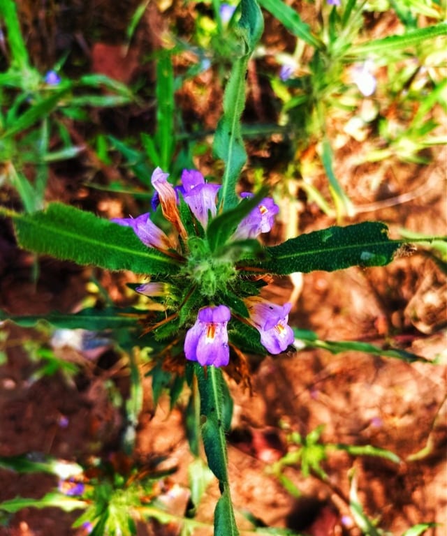 Plant of Hygrophila auriculata noticed in Mallaram of Nizamabad, Telangana