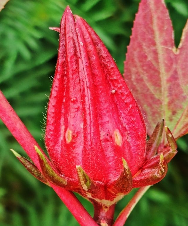 Flower of Hibiscus sabdariffa noticed at Mallaram village of Nizamabad Dist, Telangana