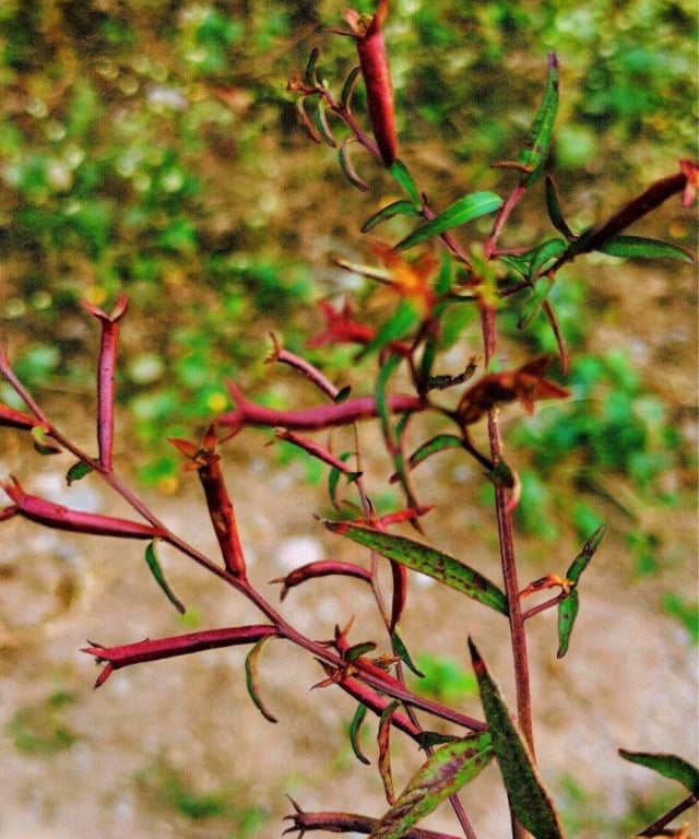Plant of Ludwigia octovalvis noticed at Mallaram of nizamabd, Telangana