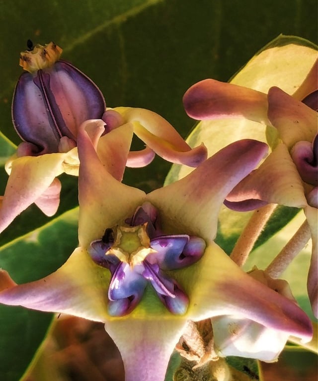 Flower of Calatropis gigantea