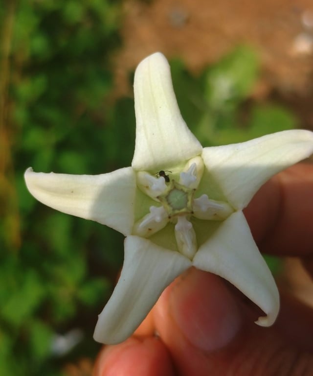Single flower of C. procera
