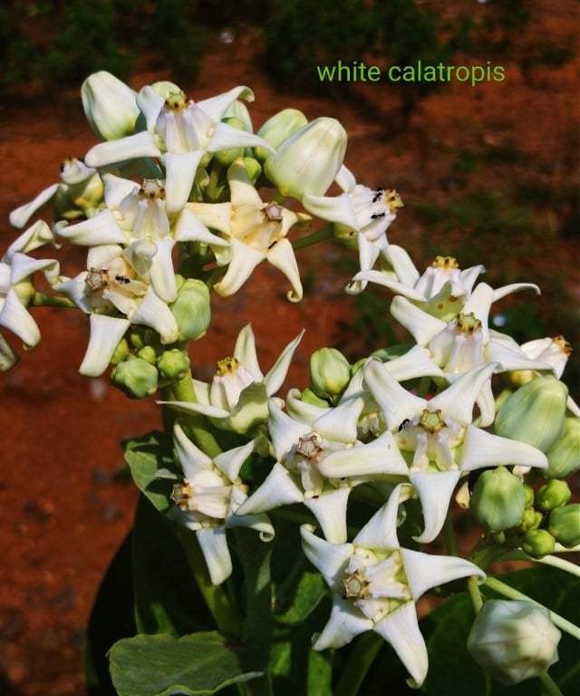 Flower cluster of Calatropis procera, noticed at Mallaram of Nizamabad District, Telangana