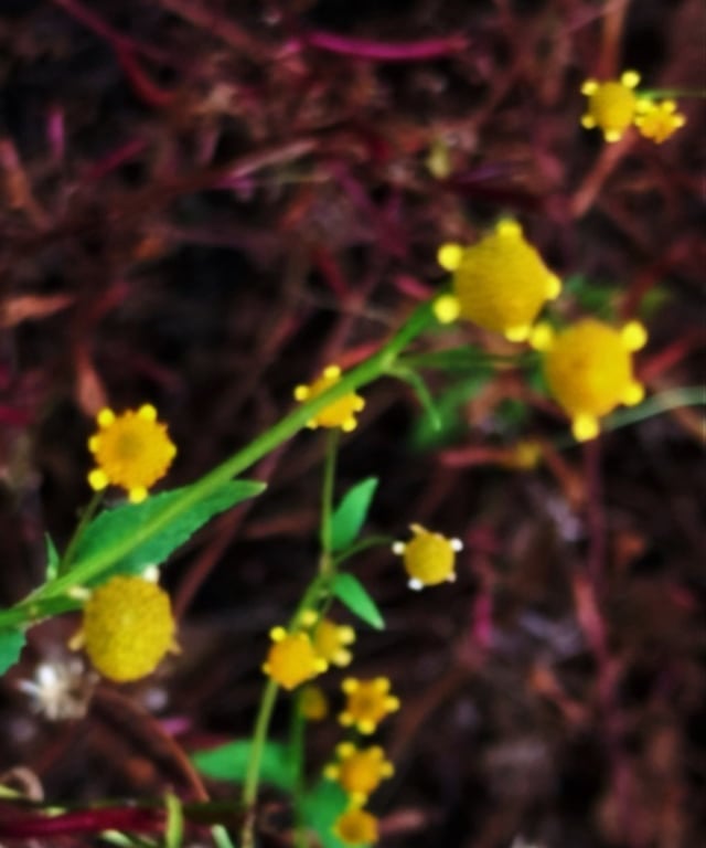 Pnant of Acmella uliginosa noticed in Mallaram Village of Nizamabad District, Telangana