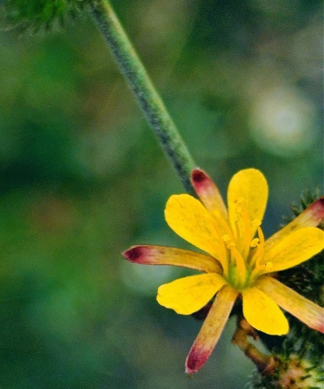 Plant of Triumfetta rotundifolia noticed at Mallaram of Nizamabad, Telangana