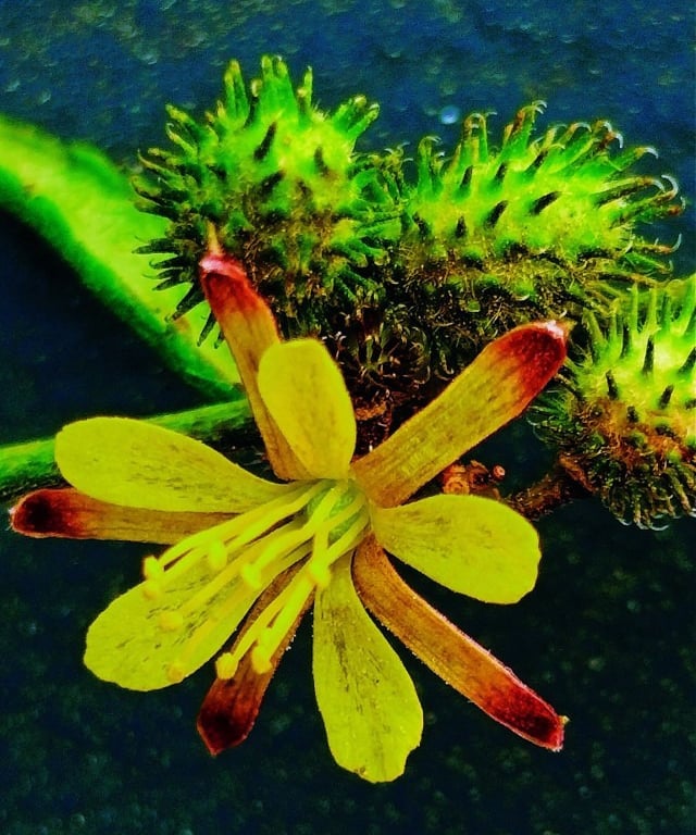 Flower of Triumfetta rotundifolia