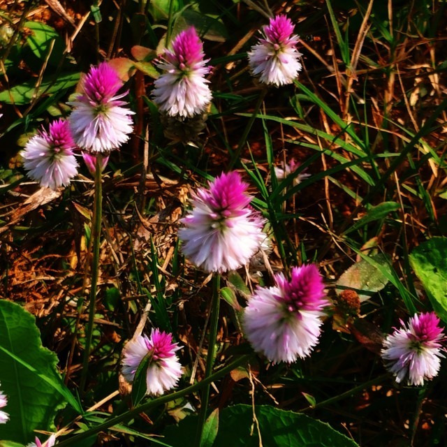Flowers of Celosia argentea noticed at Mallaram of Nizamabad District, Telangana