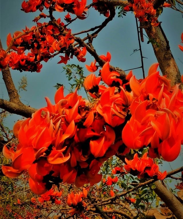 Closure view of flower cluster of Butea monosperma