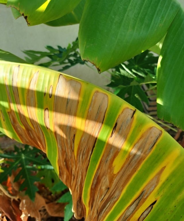 Banana leaf showing advanced stage of Black sigatoka disease