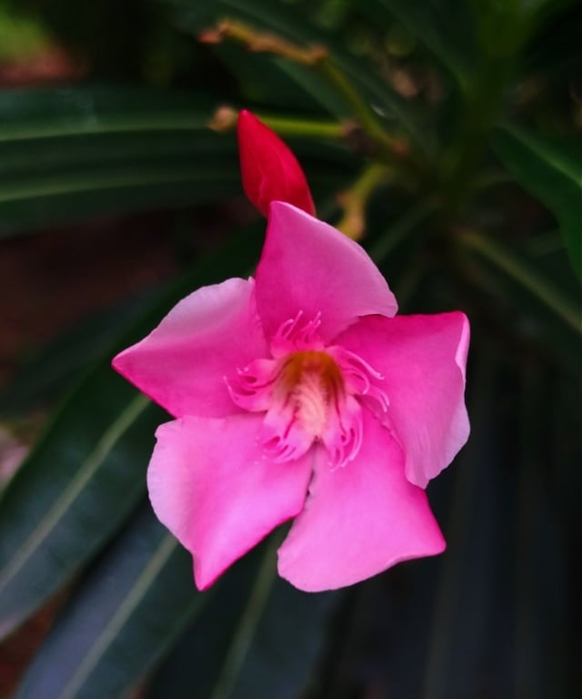 Single flower of oleander 