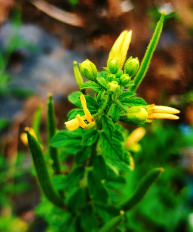 Tick weed, Cleome viscosa plant noticed in Yadgir, Karnataka