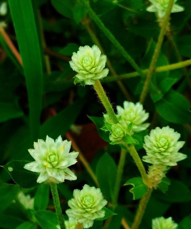 Flowers of Alternanthera sessilis noticed in Yadgir, Karnataka