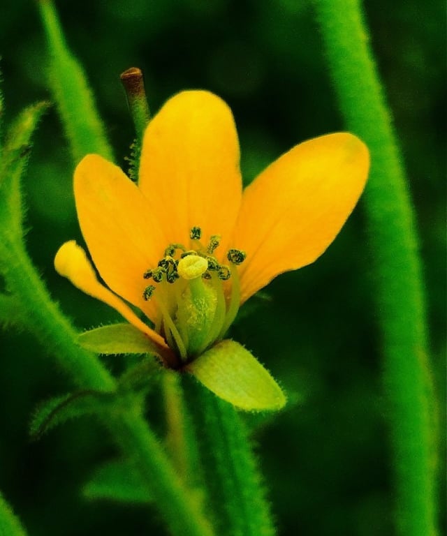 Flower of Cleome viscosa, Tick weed noticed in Yadgir, Karnataka