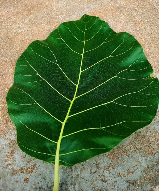 Leaf of tectona grndis showing venation