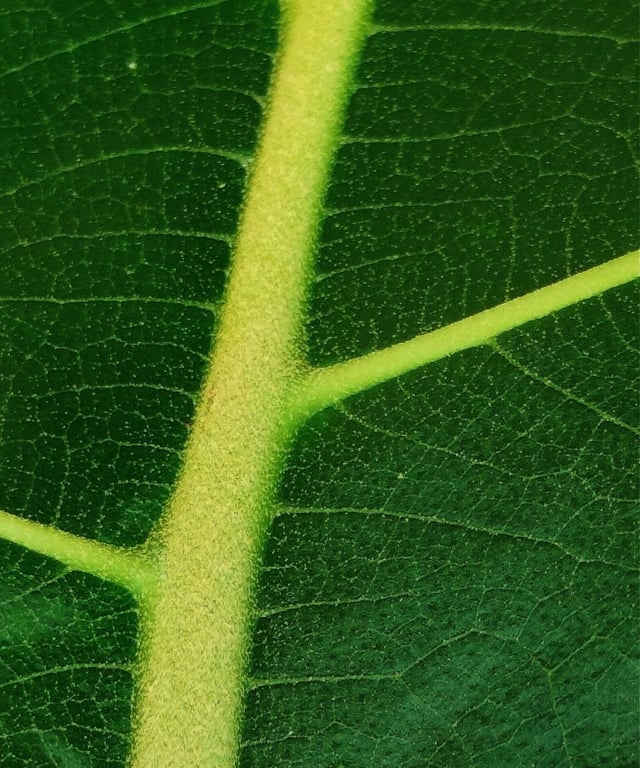 Arrangement of midribs and veins in leaves