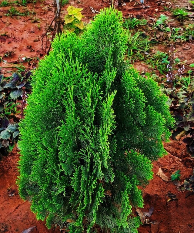 Cedar plant showing pan like branches and scaly leaves