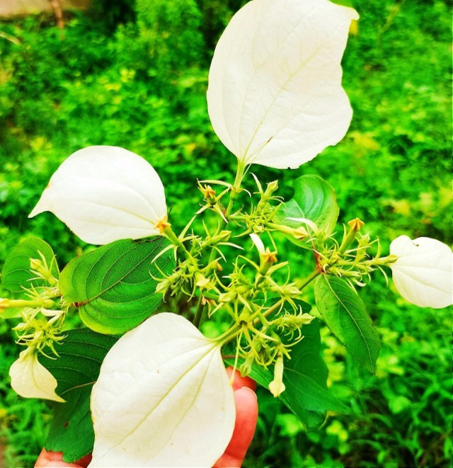 Mussaenda frondosa plant where one of the their five sepals modified into white petal like form