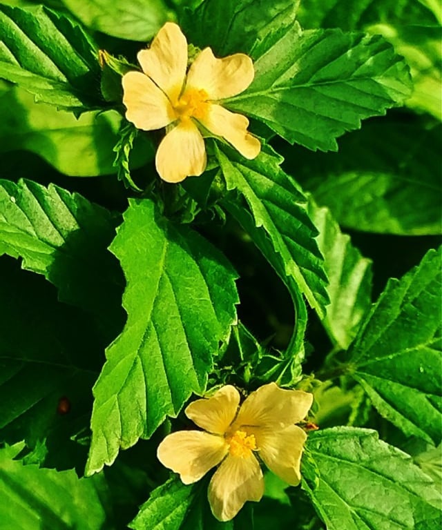 Plant of Malvastrum coromandelianum noticed in Sarangapur of Nizamabad, Telangana