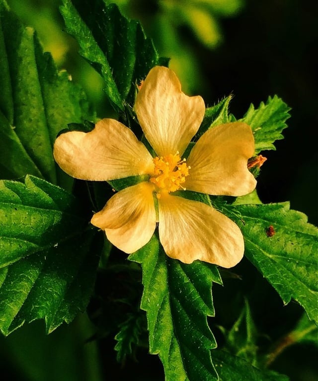 Flower of Malvastrum coromandelianum noticed in Sarangapur, Nizamabad, Telangana