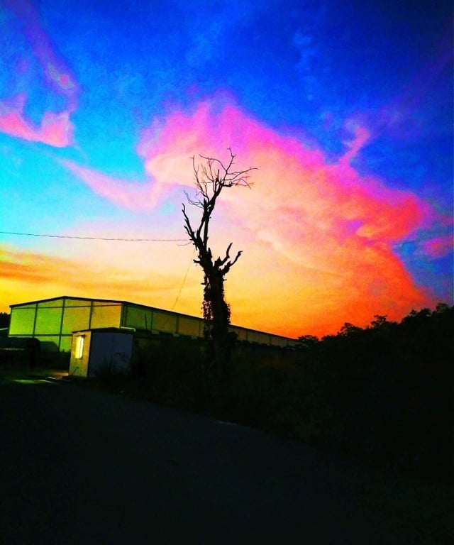 A dry tree at AMC godown complex at Mallaram, Nizamabad, look like this during sunset